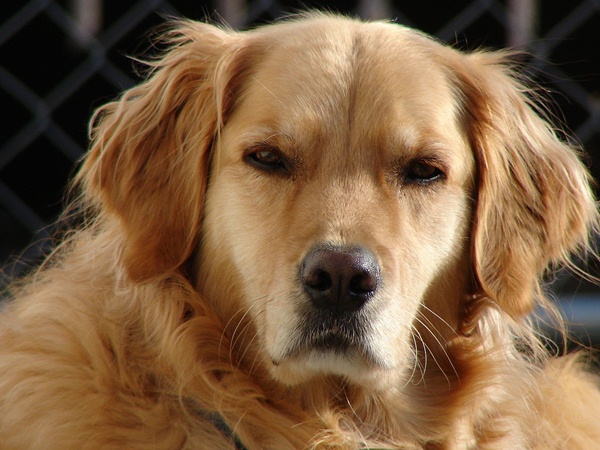 Golden Retriever Dog Breed Info